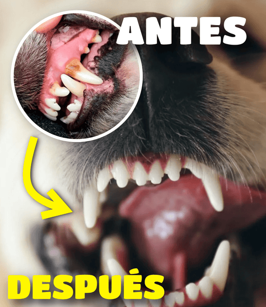 Pack Rutina diaria ¡Guau!