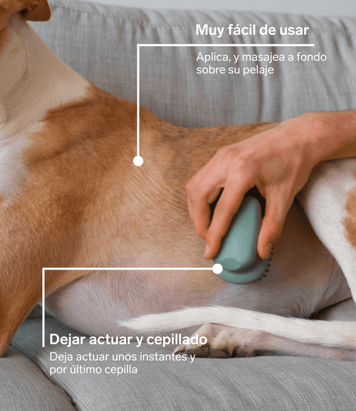 Champu en seco para perros - Espuma 100% Natural
