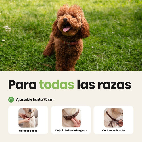 Collar antiparasitario para perros