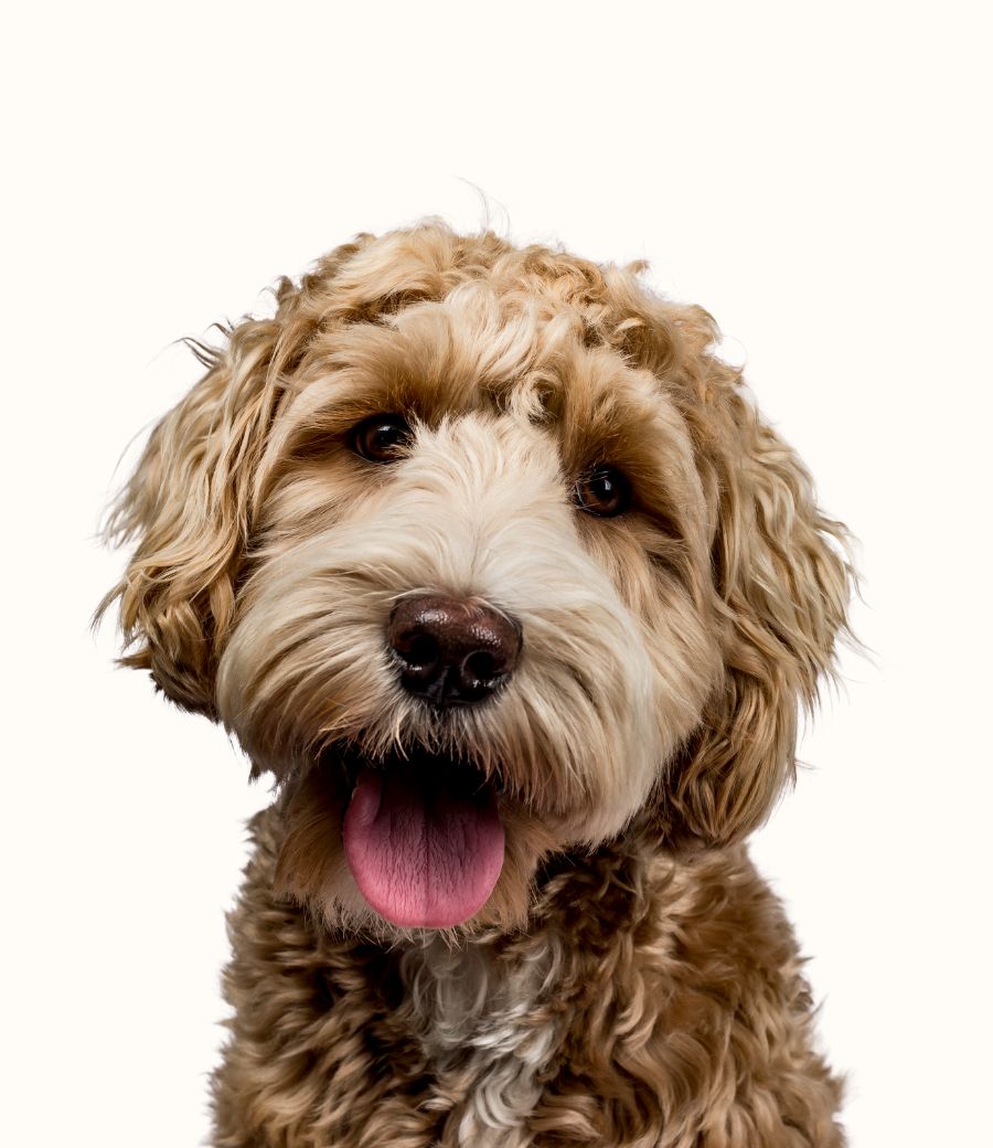 perro pelo largo