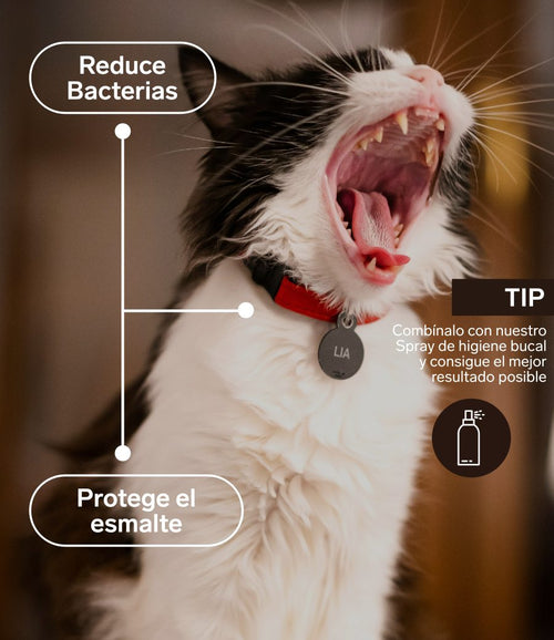 Higiene bucodental para gatos