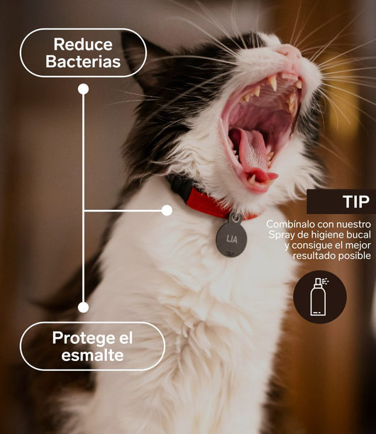 Higiene bucodental para gatos