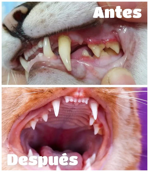Higiene bucodental para gatos
