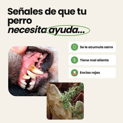 Higiene bucodental para perros | Suscríbete y ahorra - Disane pet care