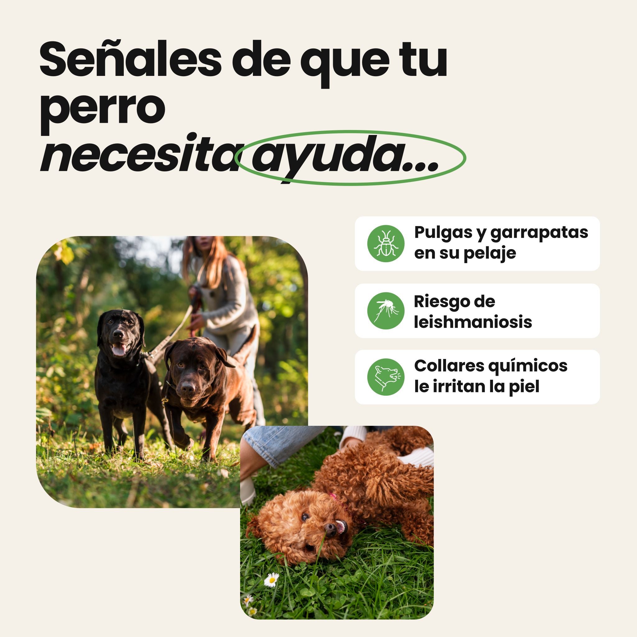 Collar antiparasitario para perros
