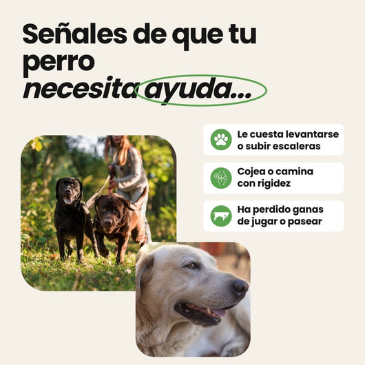 Condroprotector para perros 100% natural - Disane pet care