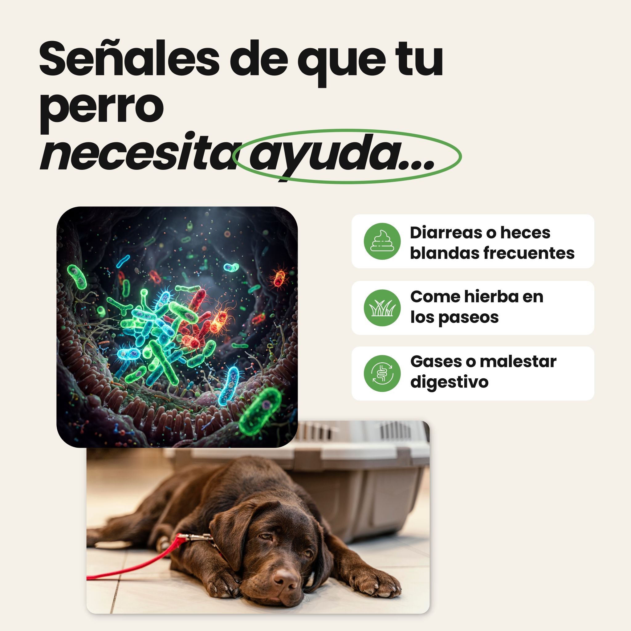 Probióticos para Perros - Suplemento Natural de 60 Unidades | Disane Pet Care