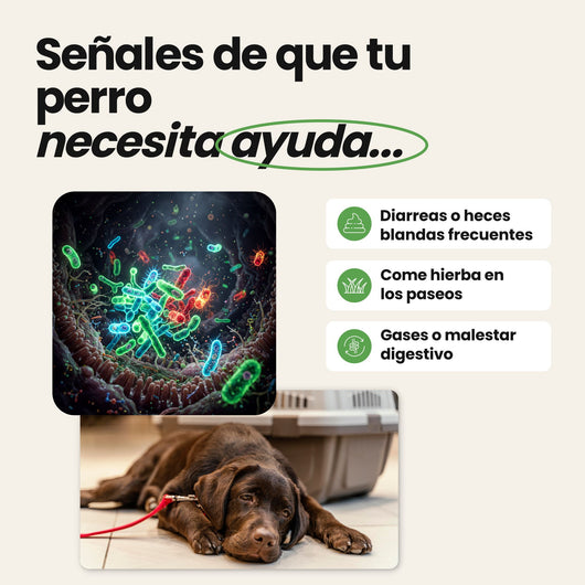 Probióticos para Perros - Suplemento Natural de 60 Unidades | Disane Pet Care