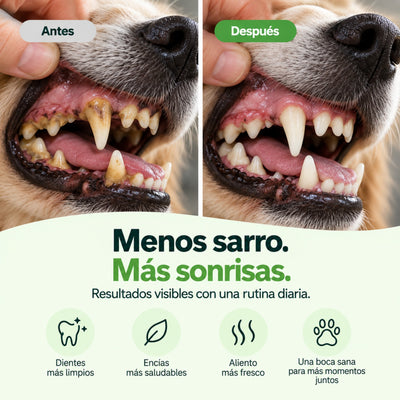 Disane DentalCare 360º | Polvo + Spray + Sticks Dentales.