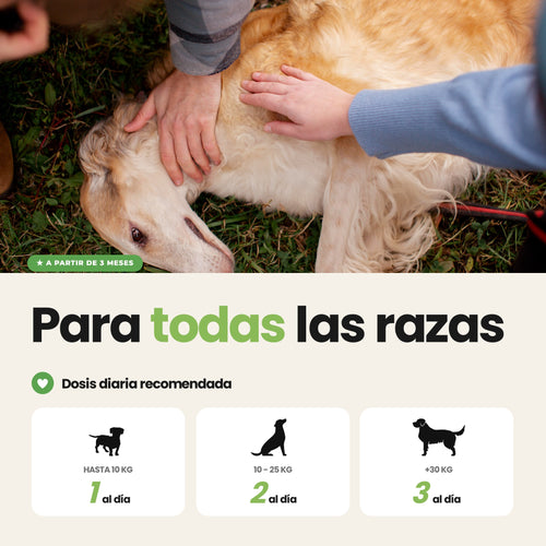 Antipicores y Pieles Sensibles para Perros - Suplemento Antipicores de 60 Unidades | Disane Pet Care